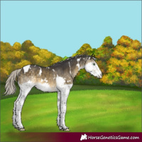 Horse Color:White Spotted Silver Buckskin Mushroom Splash Tobiano Rabicano