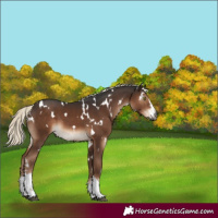 Horse Color:Gray White Spotted Liver Chestnut Mushroom 