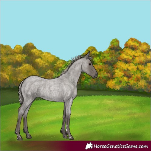 Horse Color:Silver Blue Roan 