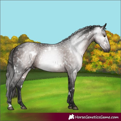 Horse Color:Gray White Spotted Liver Chestnut 