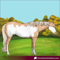 Horse Color:Gold Champagne Frame 