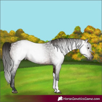 Horse Color:Gray Bay Tobiano