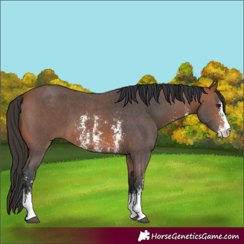 Horse Color:Bay Sabino 