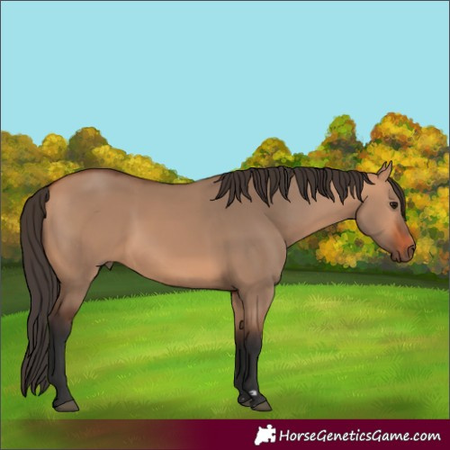 Horse Color:Bay Dun 