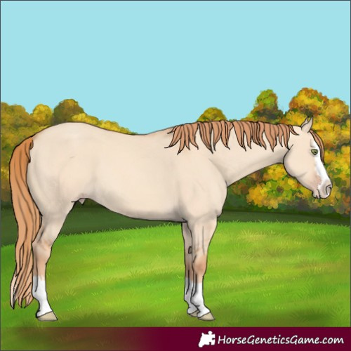 Horse Color:Gold Champagne Dun Splash 