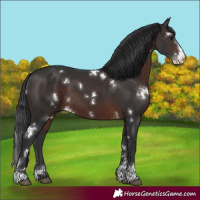 Horse Color:White Spotted Brown Sabino