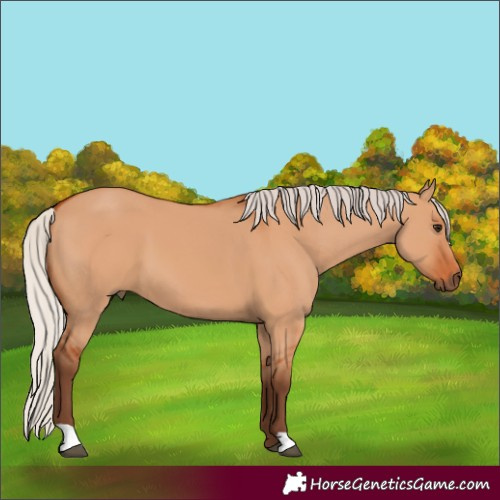 Horse Color:Silver Bay Dun 