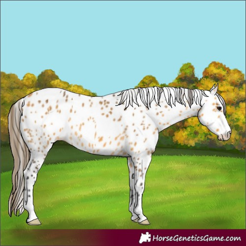 Horse Color:Buckskin Appaloosa 