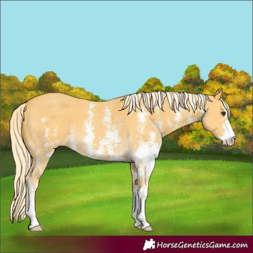 Horse Color:Palomino Sabino 
