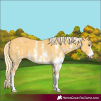Horse Color:Palomino Sabino 