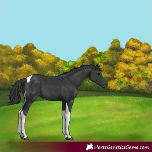 Horse Color:Black Tobiano 