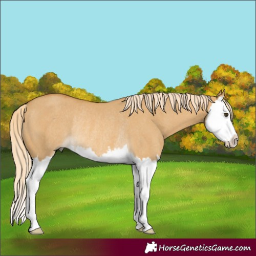 Horse Color:Palomino Dun Splash Rabicano 