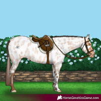 Horse Color:Amber Champagne Roan Leopard  and Amber Champagne Roan Near Leopard 