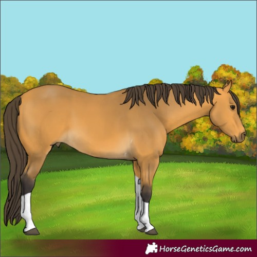 Horse Color:Buckskin Tobiano