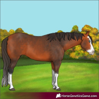 Horse Color:Bay Splash 