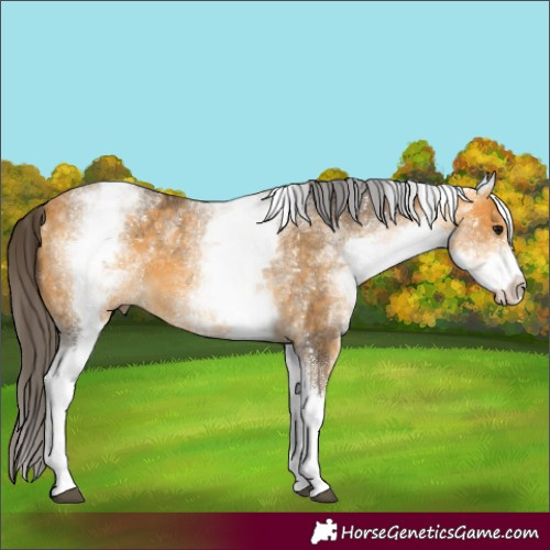 Horse Color:White Spotted Buckskin 