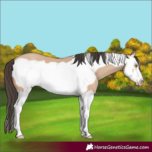 Horse Color:Amber Champagne Splash Frame 