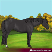Horse Color:Smoky Black