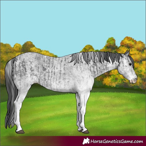 Horse Color:White Spotted Blue Roan Rabicano  and White Spotted Blue Roan Rabicano 