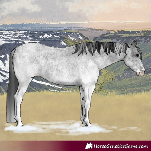 Horse Color:White Spotted Blue Roan Rabicano  and White Spotted Blue Roan Rabicano 