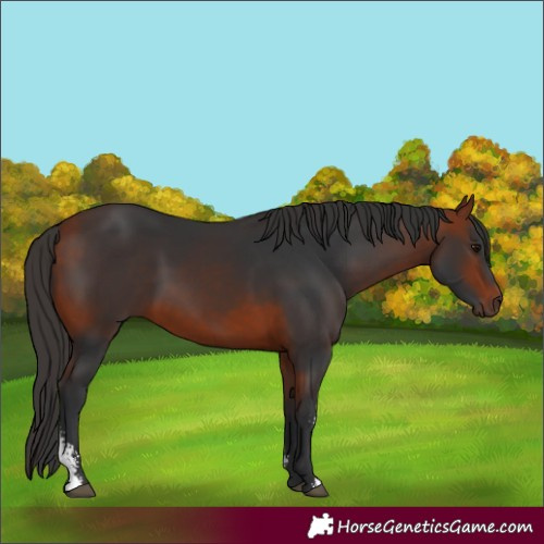 Horse Color:Bay Sabino 