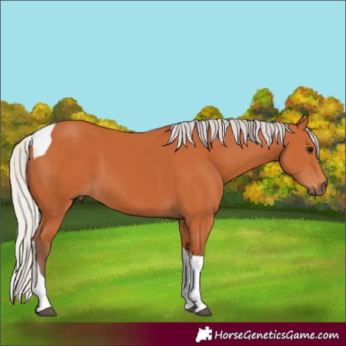 Horse Color:Silver Bay Tobiano 