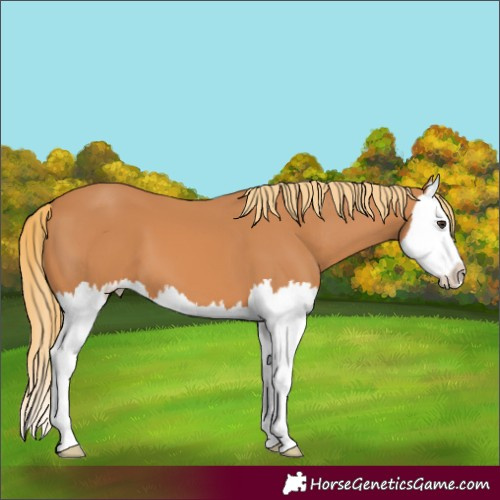 Horse Color:Chestnut Splash 
