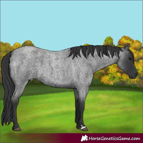 Horse Color:Blue Roan 