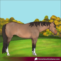Horse Color:Bay Dun 