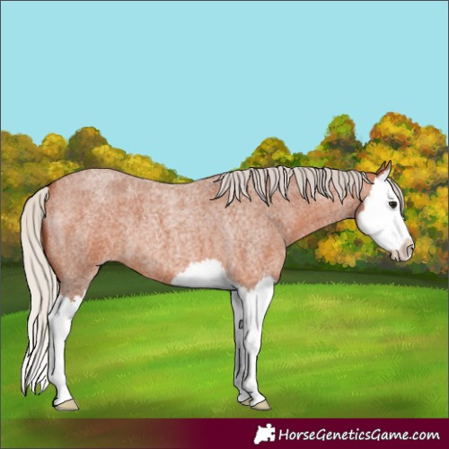 Horse Color:Silver Bay Roan Splash 