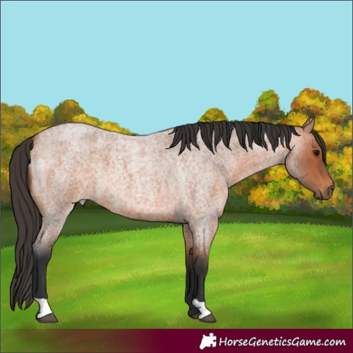 Horse Color:Bay Roan 