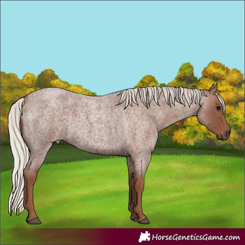 Horse Color:Silver Blue Roan 