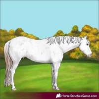 Horse Color:Chestnut Sabino