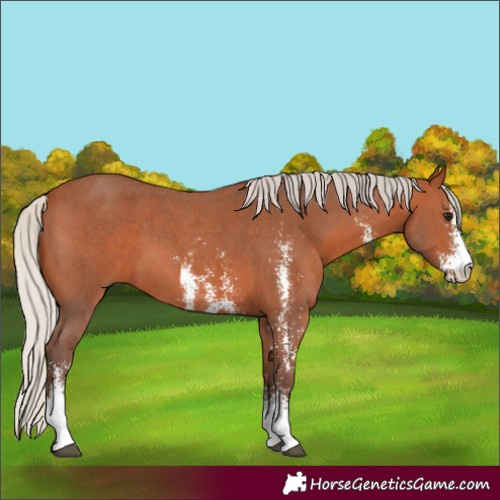 Horse Color:Silver Bay Sabino 