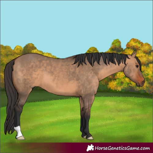Horse Color:Bay Dun 