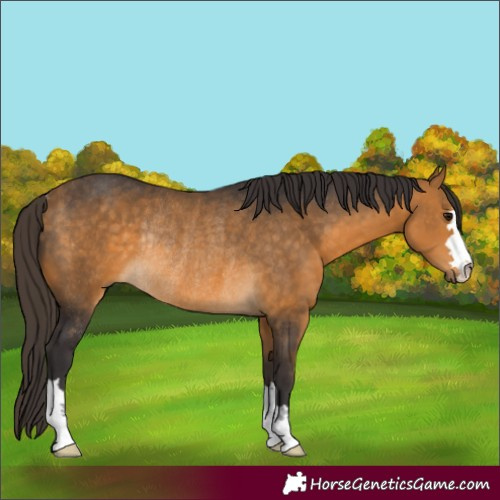 Horse Color:Buckskin Rabicano
