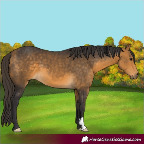 Horse Color:Buckskin 