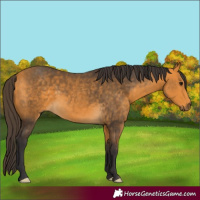 Horse Color:Buckskin 