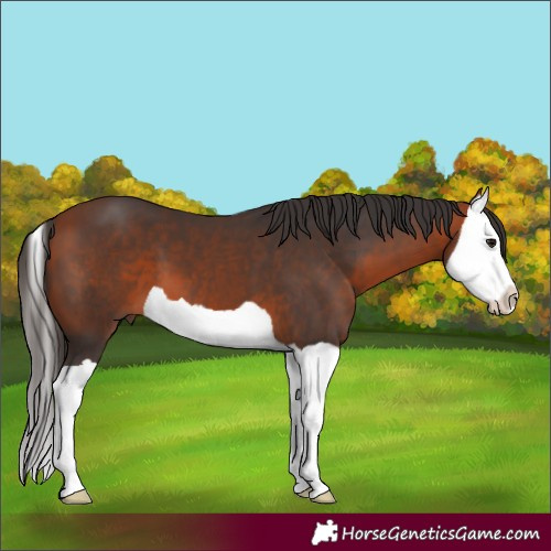 Horse Color:Bay Splash 