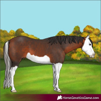 Horse Color:Bay Splash