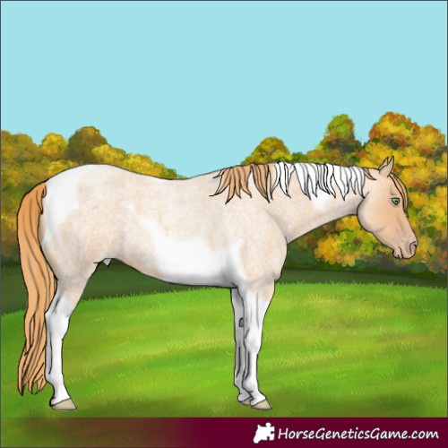 Horse Color:Gold Champagne Roan Tobiano 