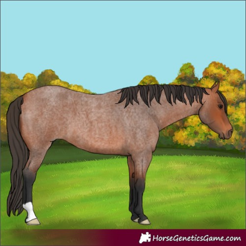 Horse Color:Bay Roan 