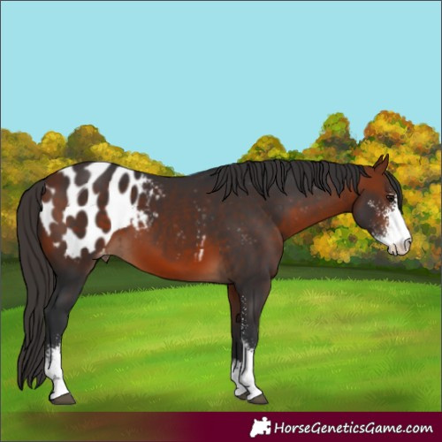 Horse Color:Bay Sabino Appaloosa 