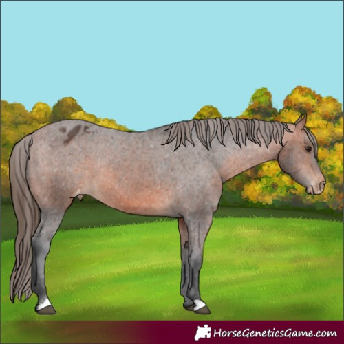 Horse Color:Bay Appaloosa Rabicano 