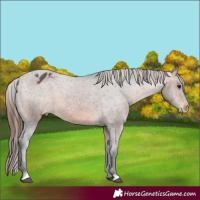 Horse Color:Bay Appaloosa Rabicano