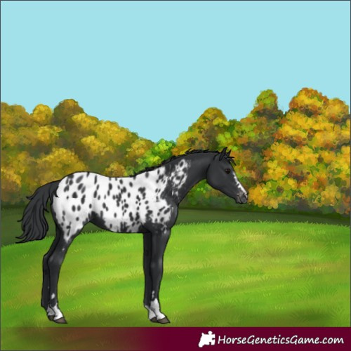 Horse Color:Black Appaloosa