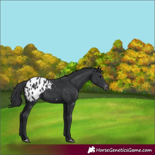 Horse Color:Black Appaloosa 