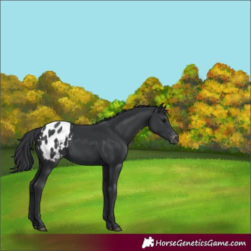 Horse Color:Black Appaloosa 