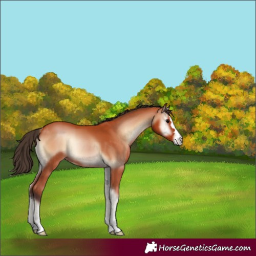 Horse Color:Bay Onyx