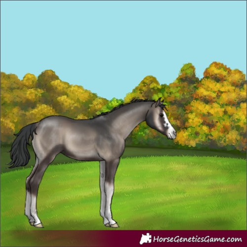 Horse Color:Blue Onyx Mushroom